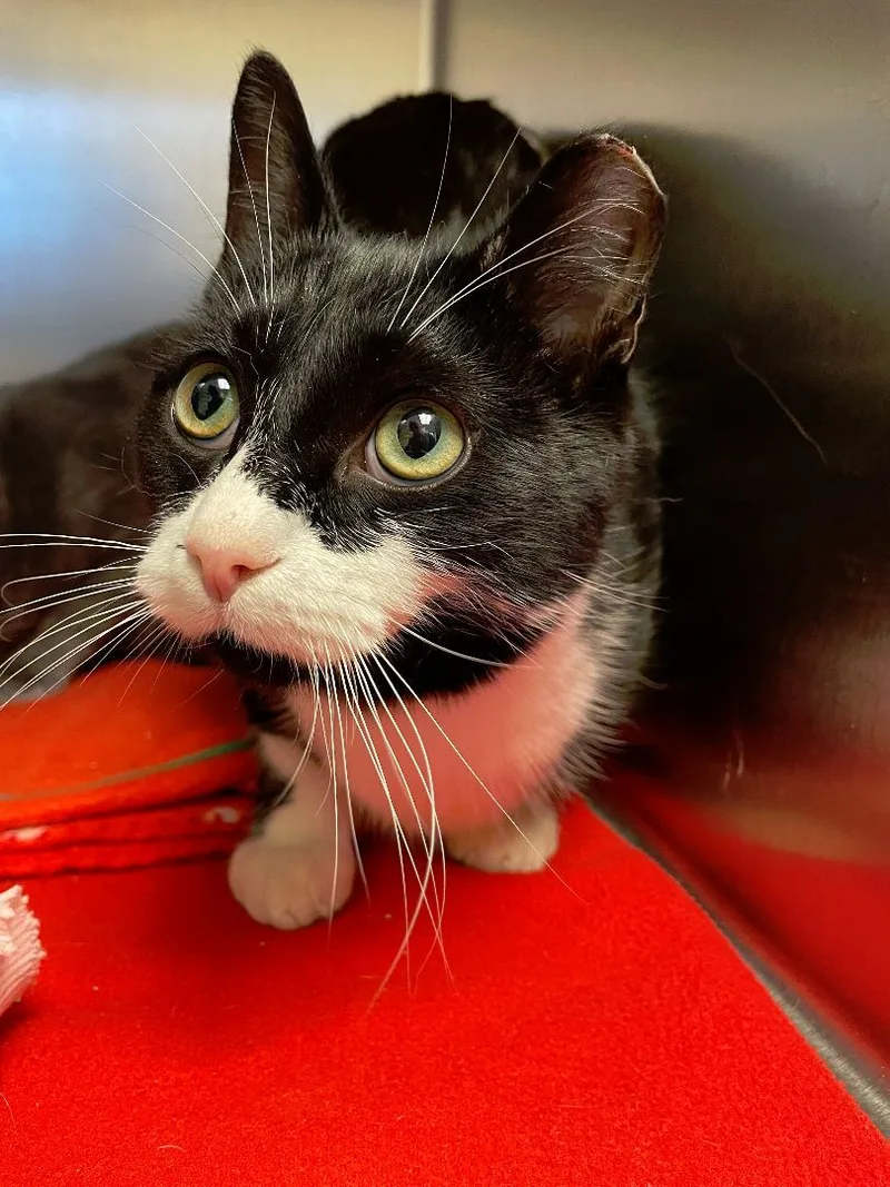 An adult small-sized male Black & White / Tuxedo Domestic Short Hair cat named Troubles for adoption in Fremont, MI