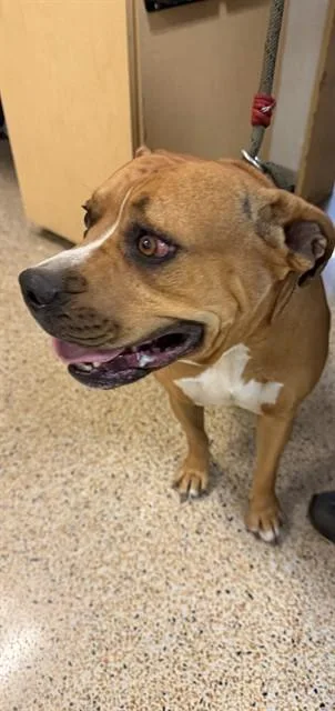 An adult large-sized female American Bulldog dog named Linna for adoption in Miami, FL