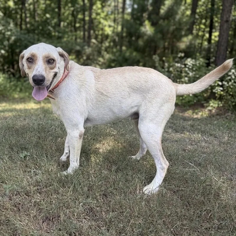 A young large-sized male Labrador Retriever dog named Mateo for adoption in Caldwell, TX