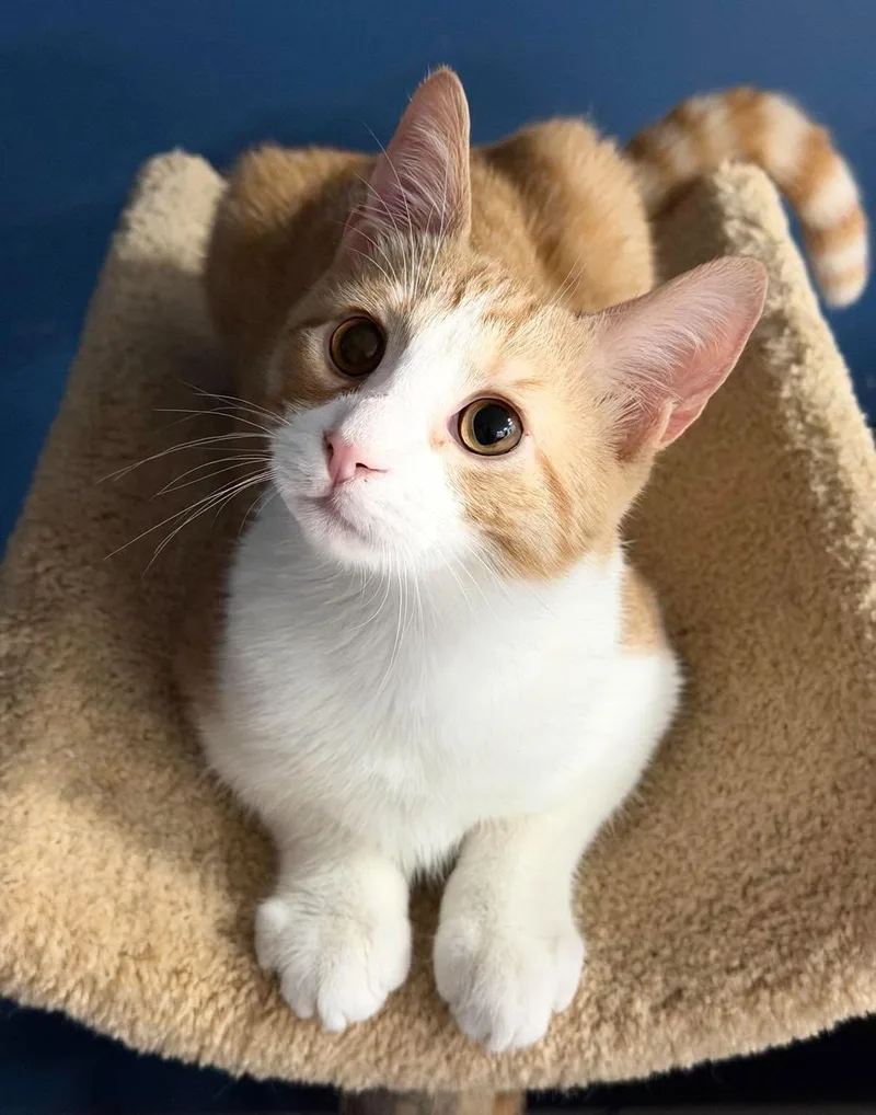 A baby medium-sized male Tabby (Orange / Red) Tabby cat named Blake for adoption in Harrisburg, PA