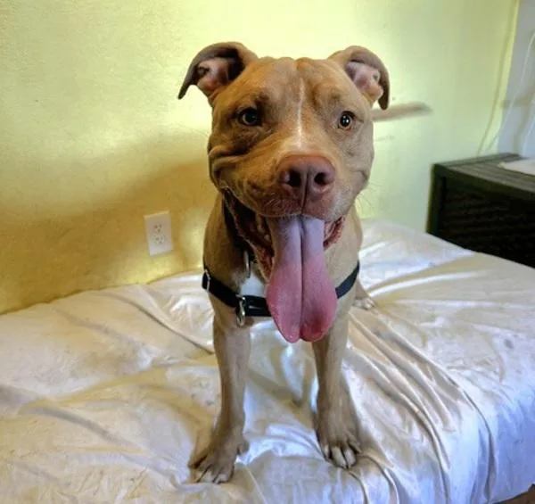 An adult large-sized male Mixed Breed dog named Charming for adoption in Austin, TX
