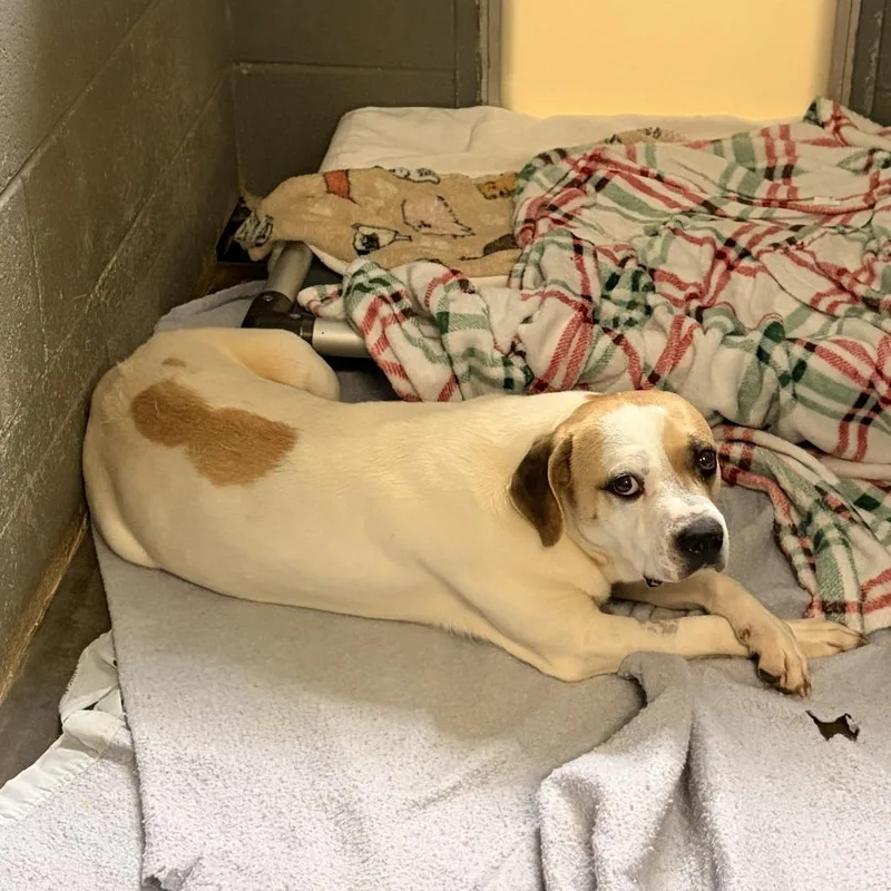 An adult medium-sized male Yellow / Tan / Blond / Fawn American Staffordshire Terrier dog named Otis for adoption in Franklin, NC