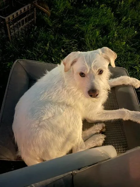 A young medium-sized male Wirehaired Terrier dog named Malloy for adoption in West Bloomfield, MI