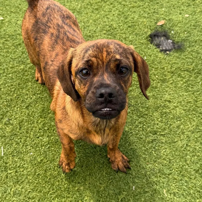 A young small-sized female Brindle Dachshund dog named Dolly for adoption in LOXAHATCHEE, FL