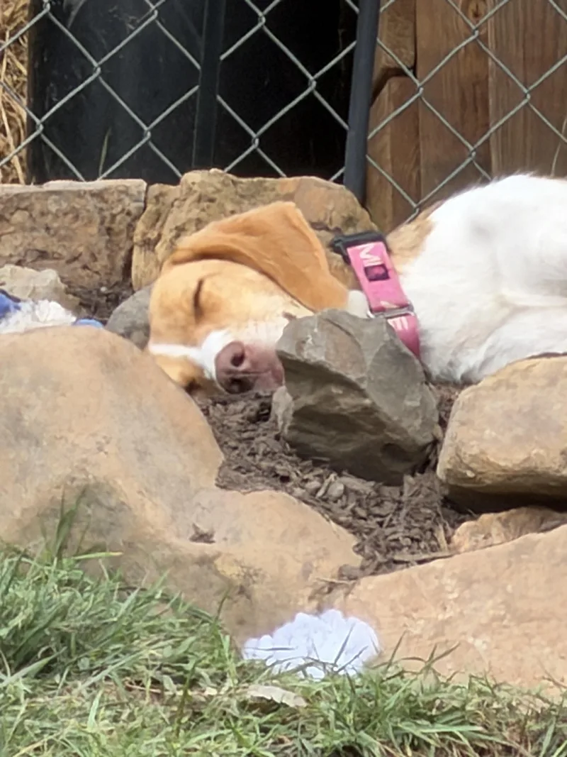 A young medium-sized female Tricolor (Brown, Black, & White) American Foxhound dog named Roo for adoption in Stuarts Draft, VA