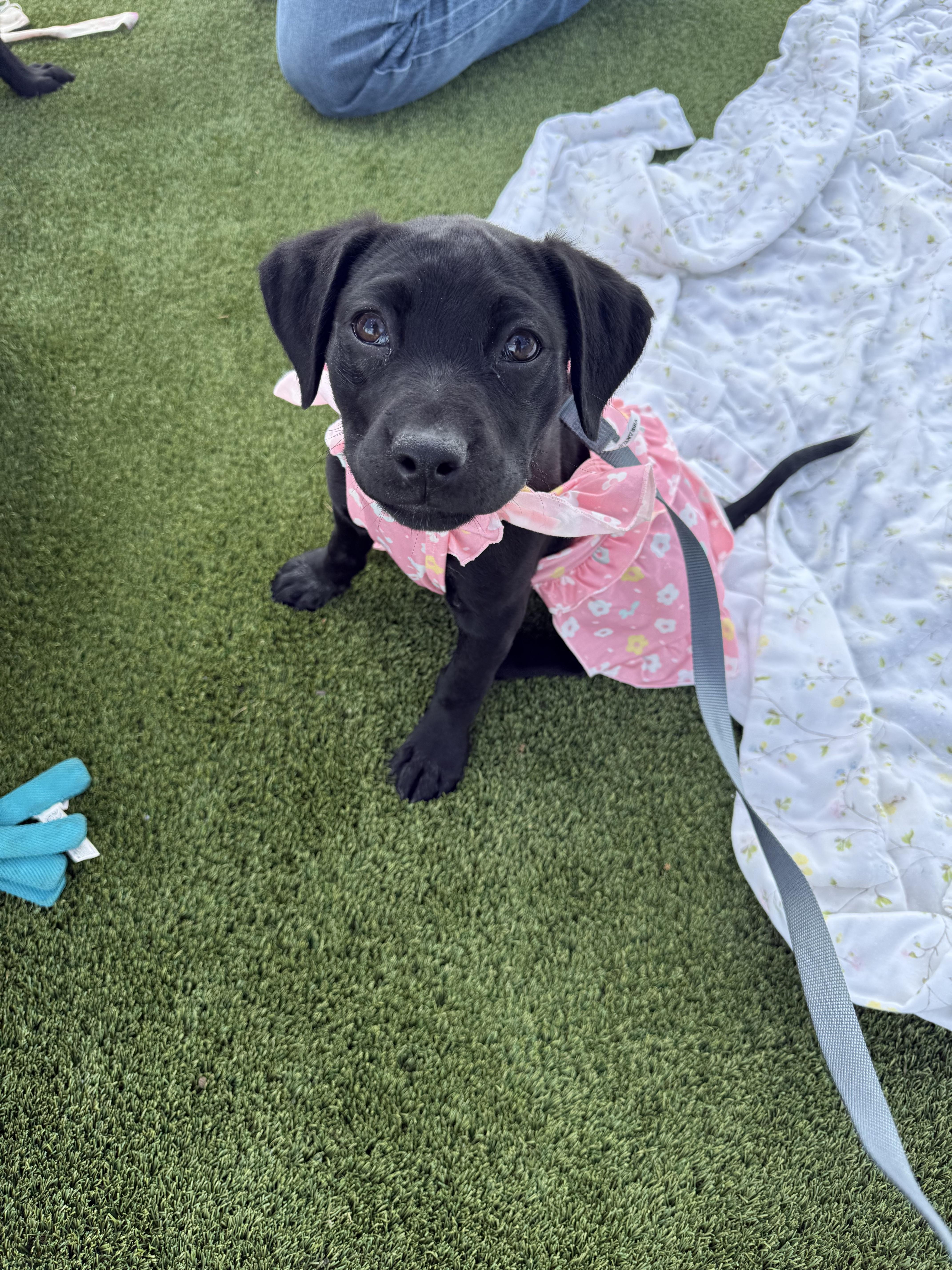 A baby medium-sized female Black Black Labrador Retriever dog named Lily Mae for adoption in Franklin, TN
