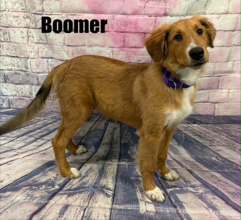 A baby medium-sized male Golden Collie dog named Boomer for adoption in Quincy, MI