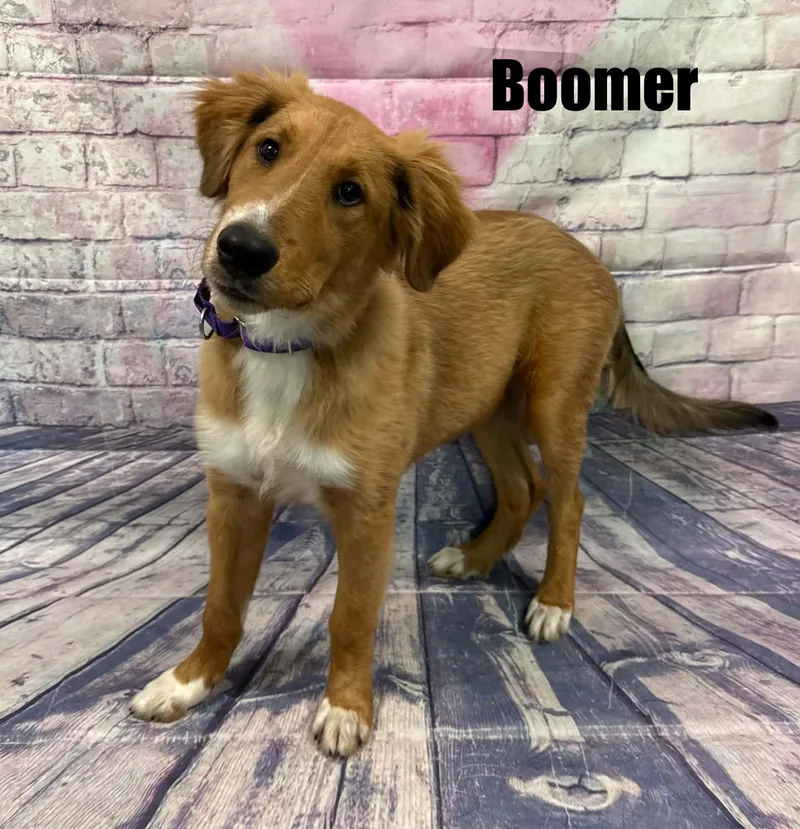Boomer thumbnail 2
