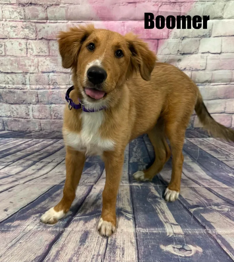Boomer thumbnail 3