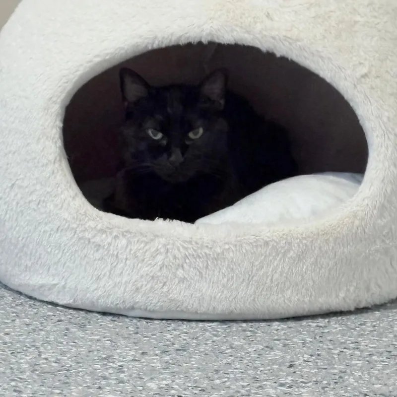 A senior small-sized female Black Domestic Short Hair cat named Velvet for adoption in Nashville, TN