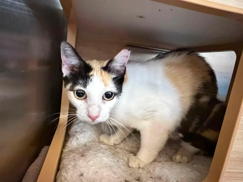 A baby small-sized female Calico cat named Lady Tuna for adoption in Clarksville, TN