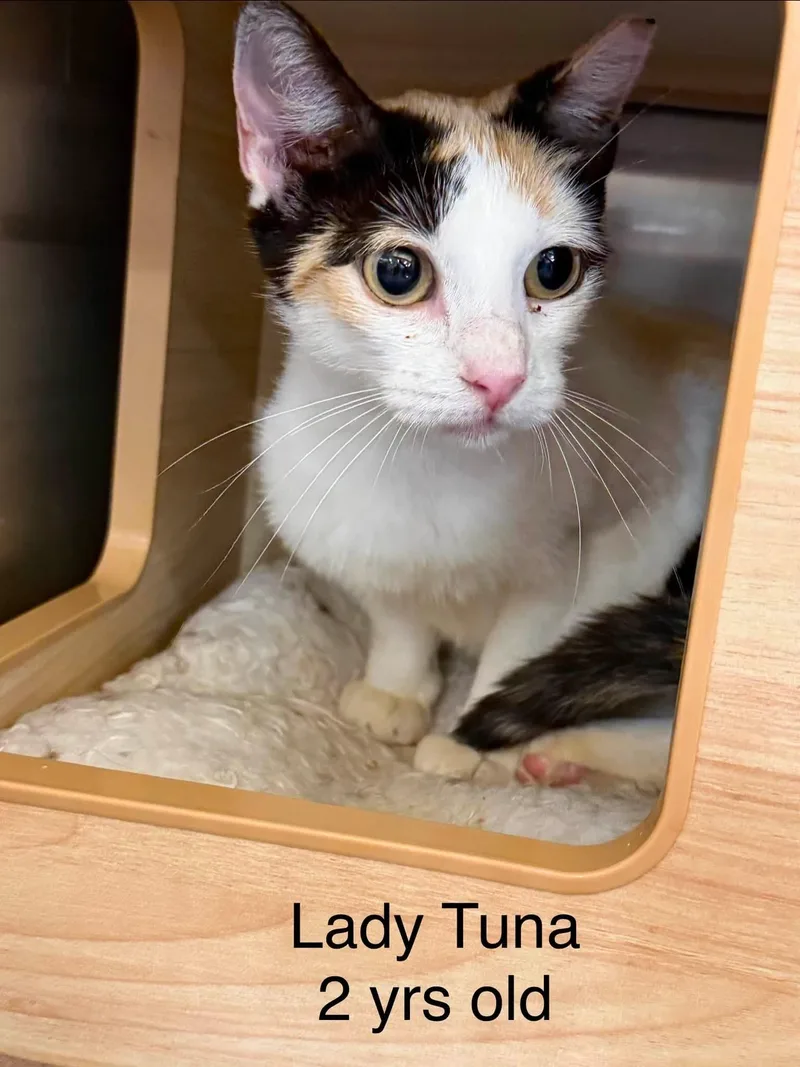 Lady Tuna thumbnail 6