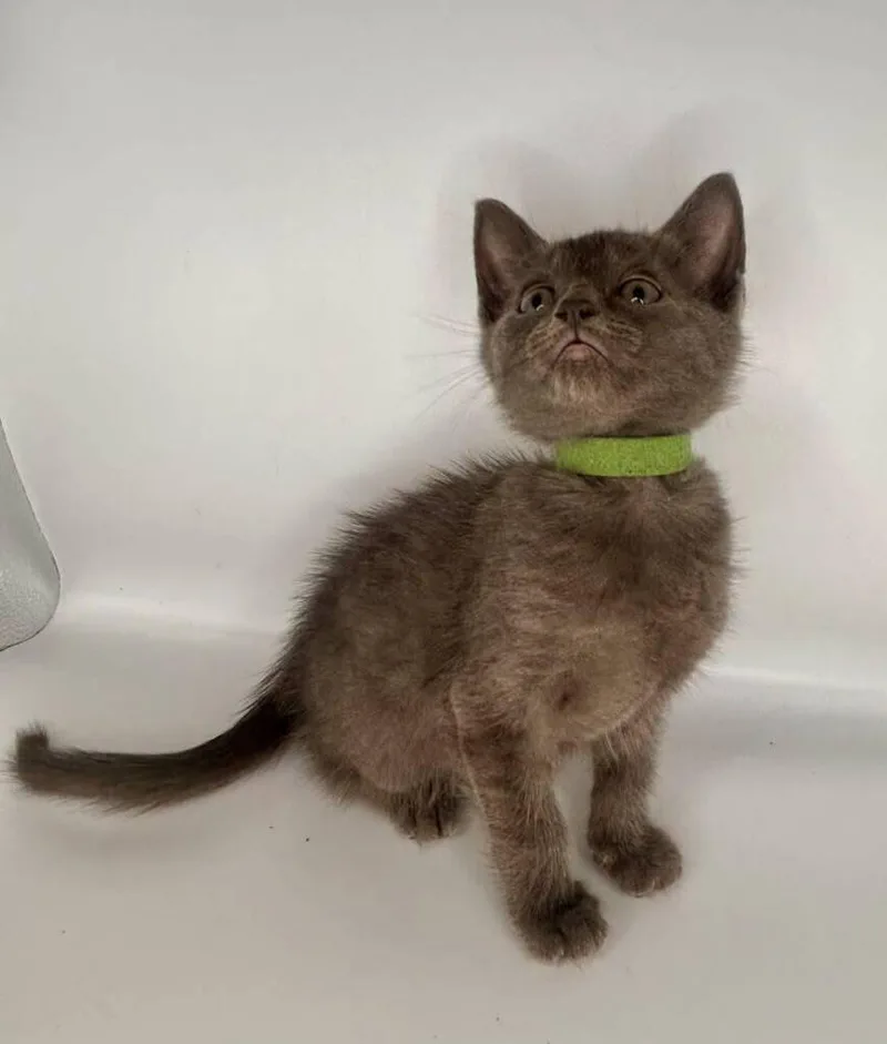 A baby small-sized female Gray / Blue / Silver Domestic Short Hair cat named Forrest for adoption in Milton, DE