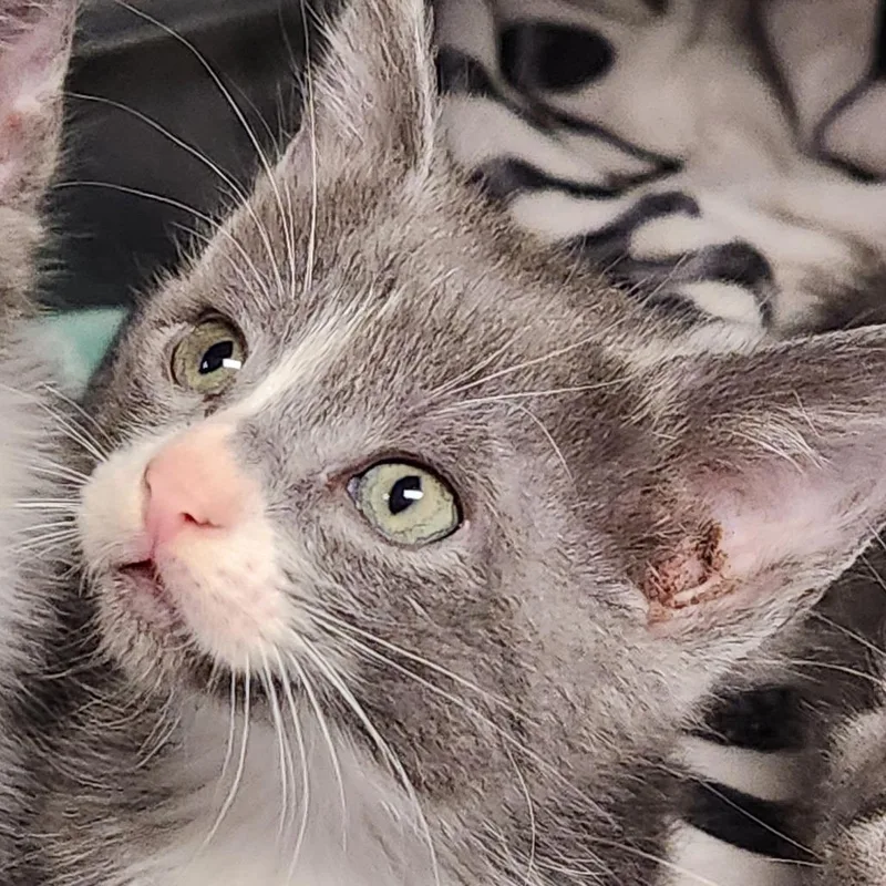 A baby small-sized female Domestic Short Hair cat named Vega K for adoption in Corsicana, TX