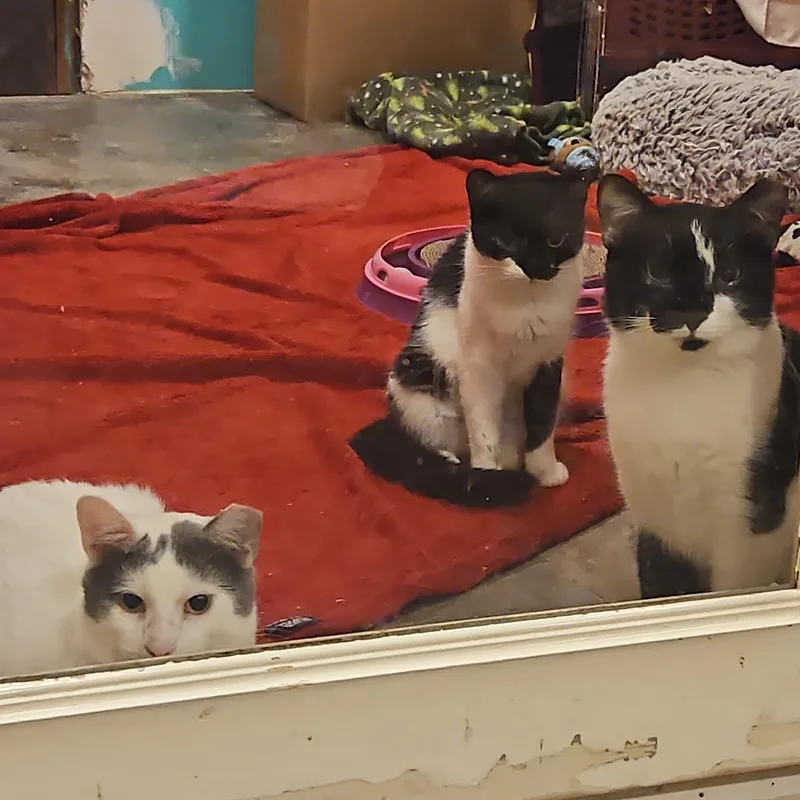 A young medium-sized male Gray & White Domestic Short Hair cat named Scooby for adoption in CHICAGO, IL