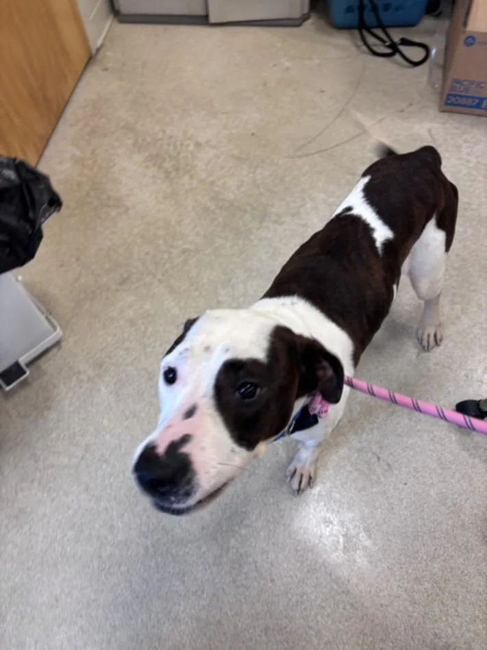 A young large-sized female Pit Bull Terrier dog named Winter for adoption in Hagerstown, MD