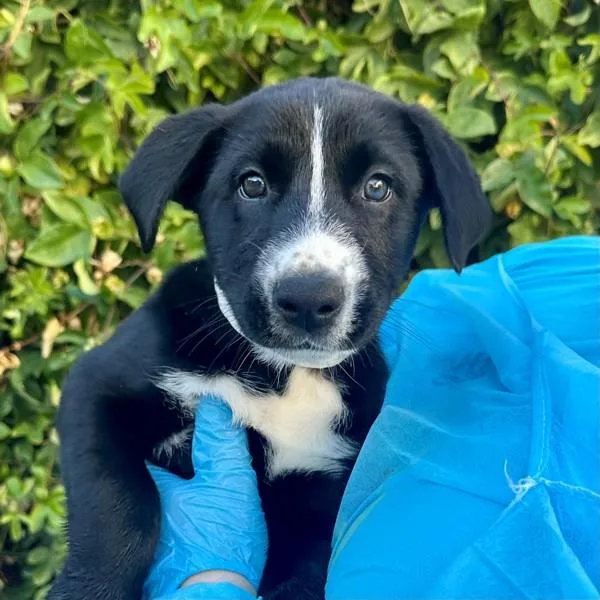 A baby medium-sized female Siberian Husky dog named Camassia for adoption in Walnut Creek, CA