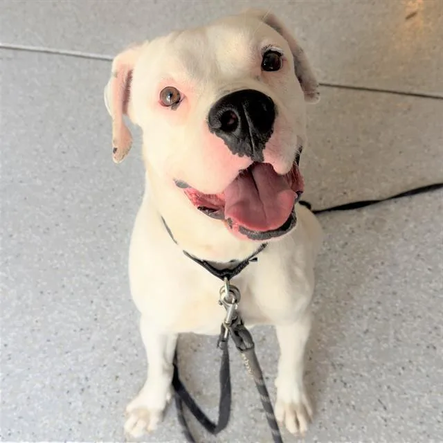 A young medium-sized male American Staffordshire Terrier dog named Toby for adoption in San Antonio, TX