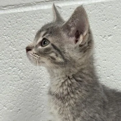 A baby small-sized female Domestic Short Hair cat named Gracie for adoption in Wheaton, IL