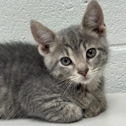Gracie thumbnail 3