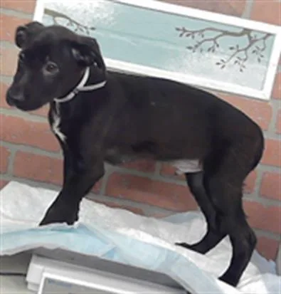 A baby small-sized male German Shepherd Dog dog named Jett for adoption in Houston, TX