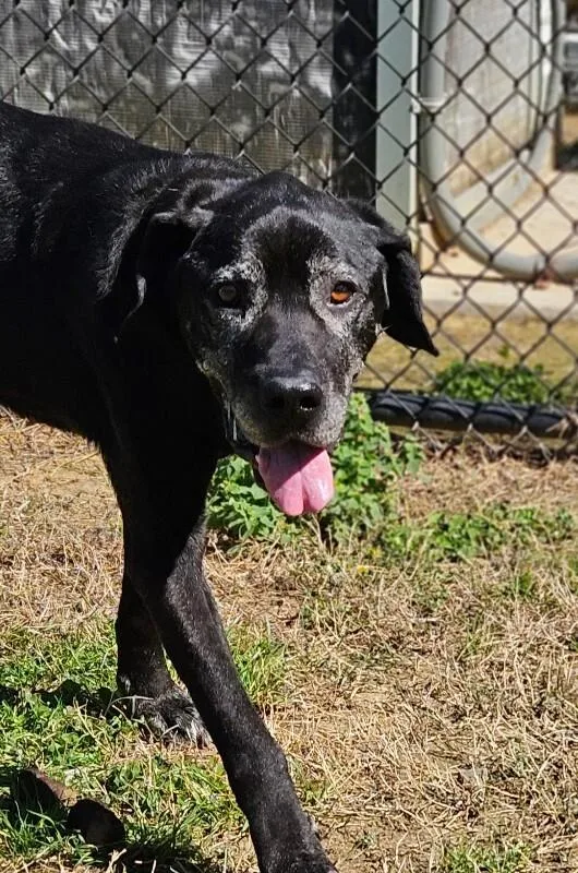 An adult large-sized male Black Labrador Retriever dog named Blackie for adoption in Disputanta, VA