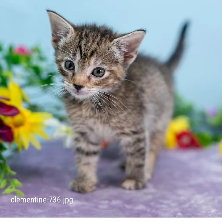 A baby small-sized female Brown / Chocolate Domestic Short Hair cat named Clementine for adoption in Durham, NC