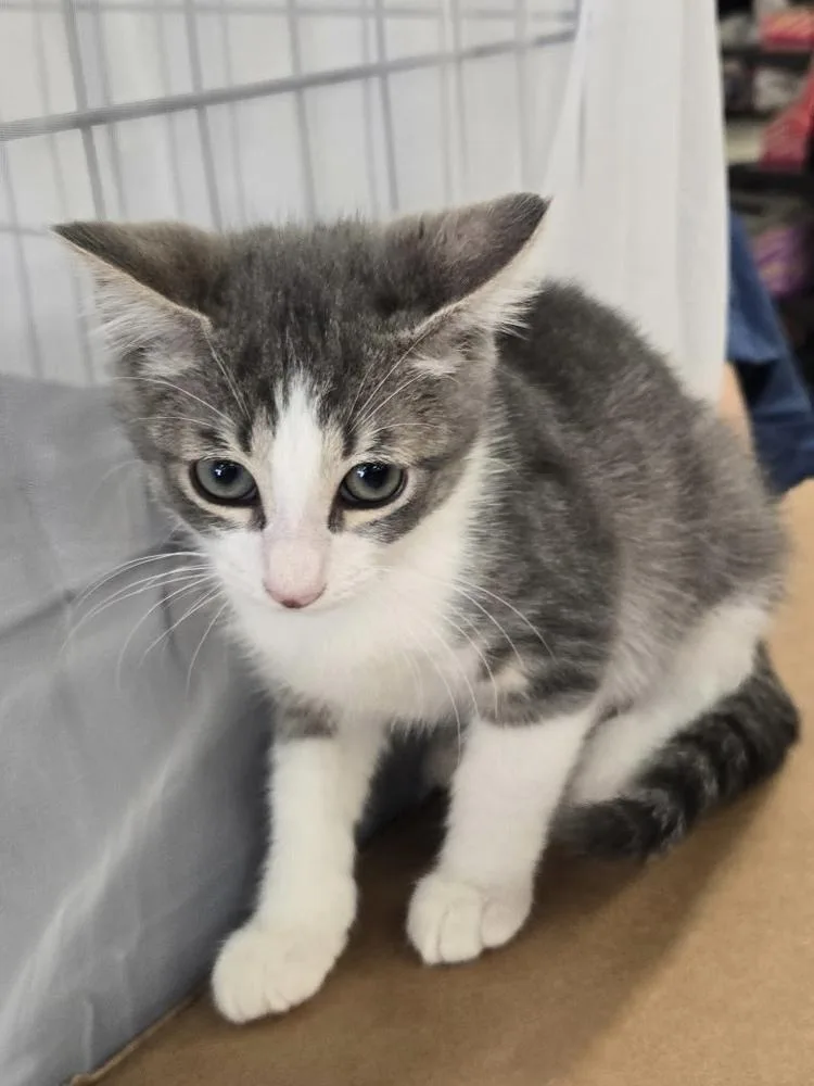 A baby small-sized male Domestic Short Hair cat named Cherokee for adoption in Dallas, TX