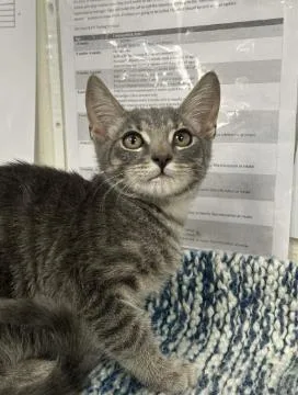 A young small-sized female Domestic Short Hair cat named Hatsune Miku for adoption in Roseville, CA