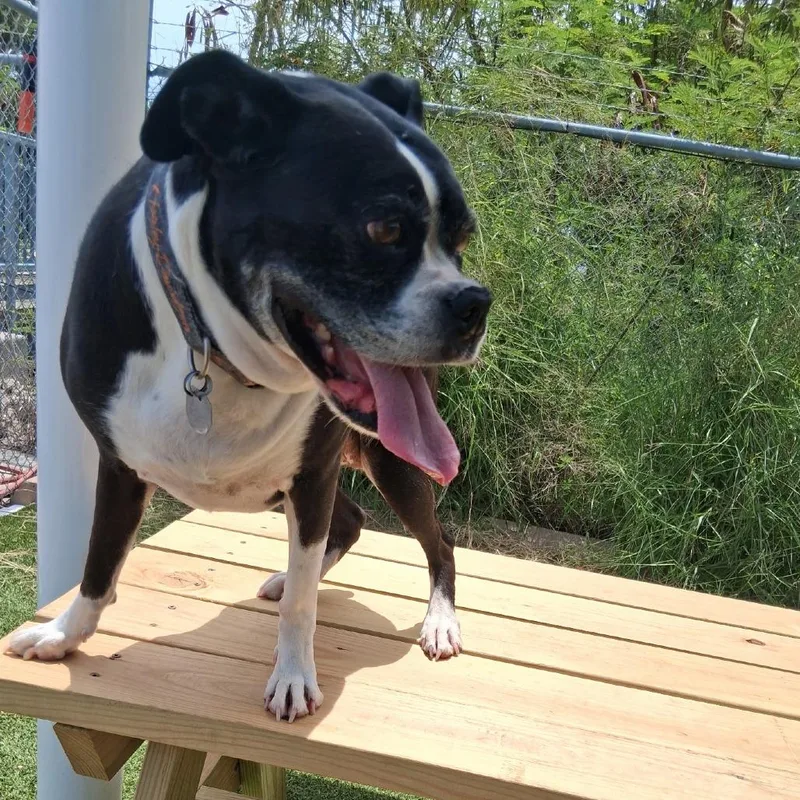 A senior large-sized female Black Boxer dog named Mango for adoption in Galveston, TX
