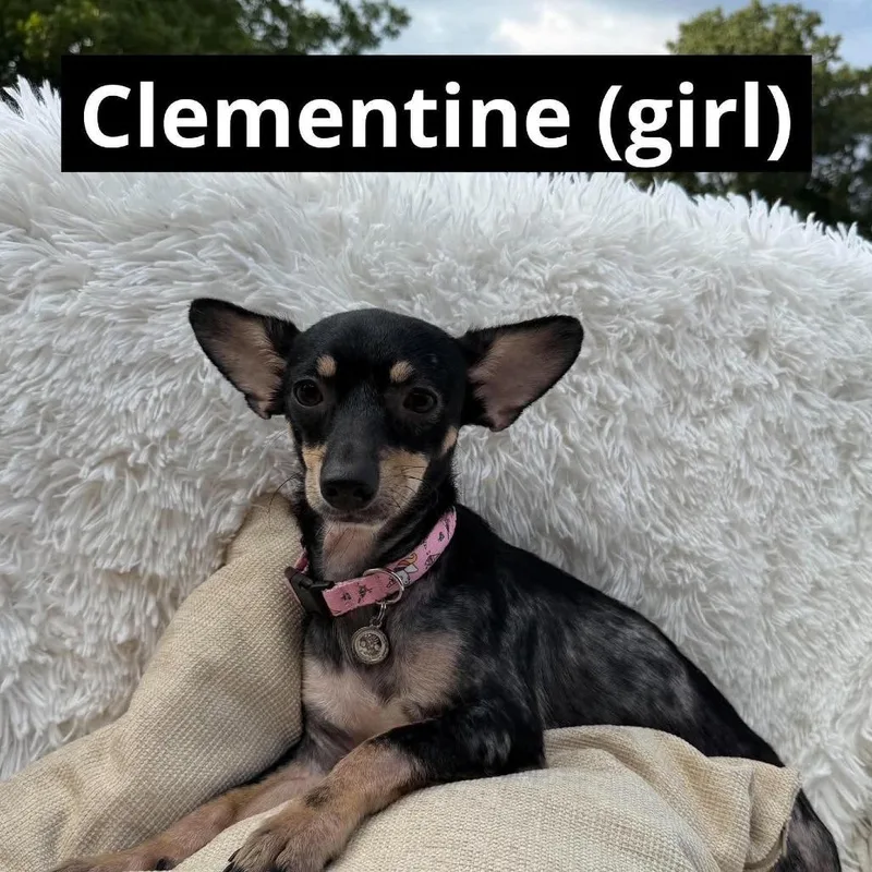 A young small-sized female Chihuahua dog named Clementine Arriving  D for adoption in Princeton, MN