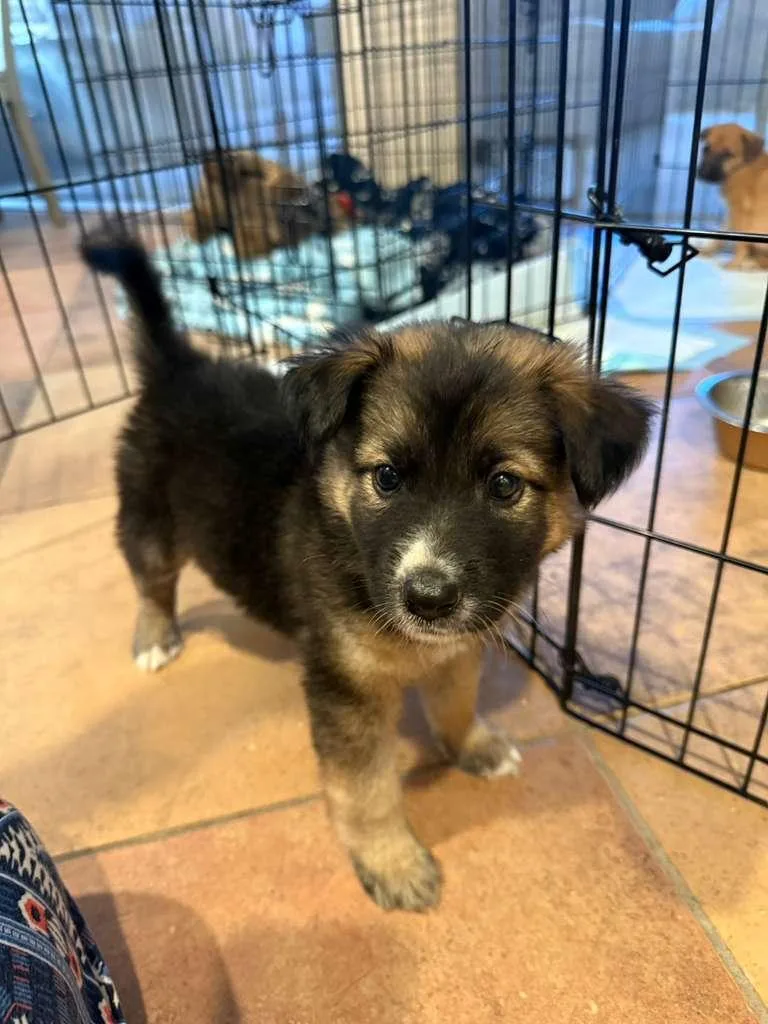 A baby small-sized male Labrador Retriever dog named Dutch for adoption in Discovery Bay, CA