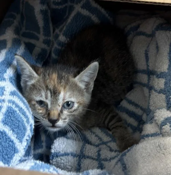 A young small-sized female Domestic Short Hair cat named Muka for adoption in El Cajon, CA