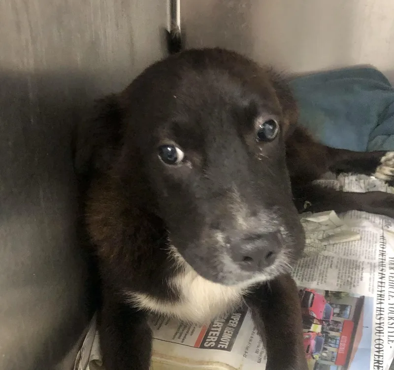 A baby medium-sized male White / Cream Mixed Breed dog named Jar Jar for adoption in Parma, OH