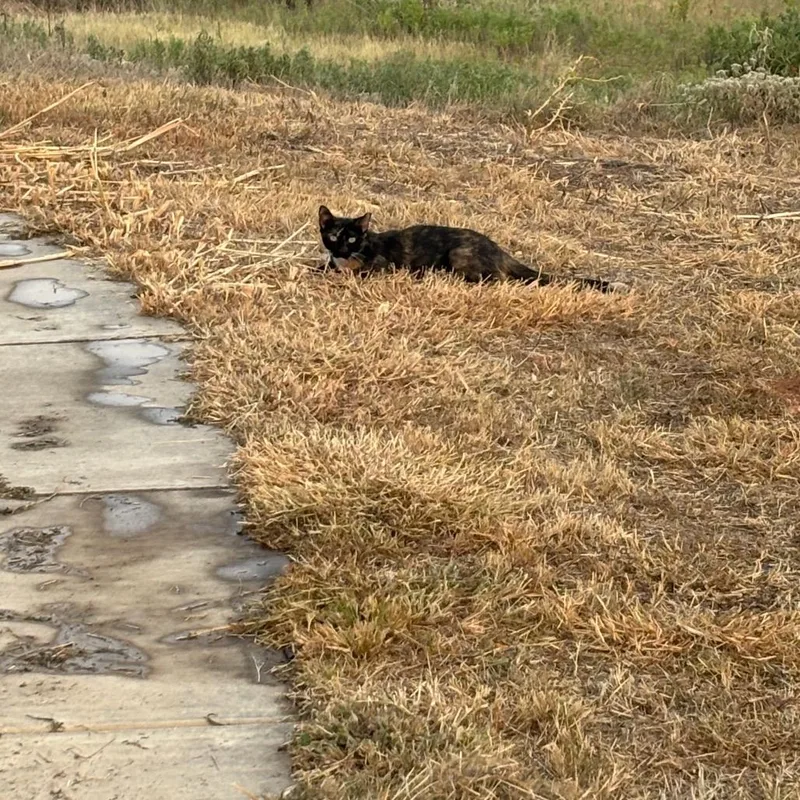 An adult medium-sized female Black Domestic Short Hair cat named Dagger for adoption in Springtown, TX