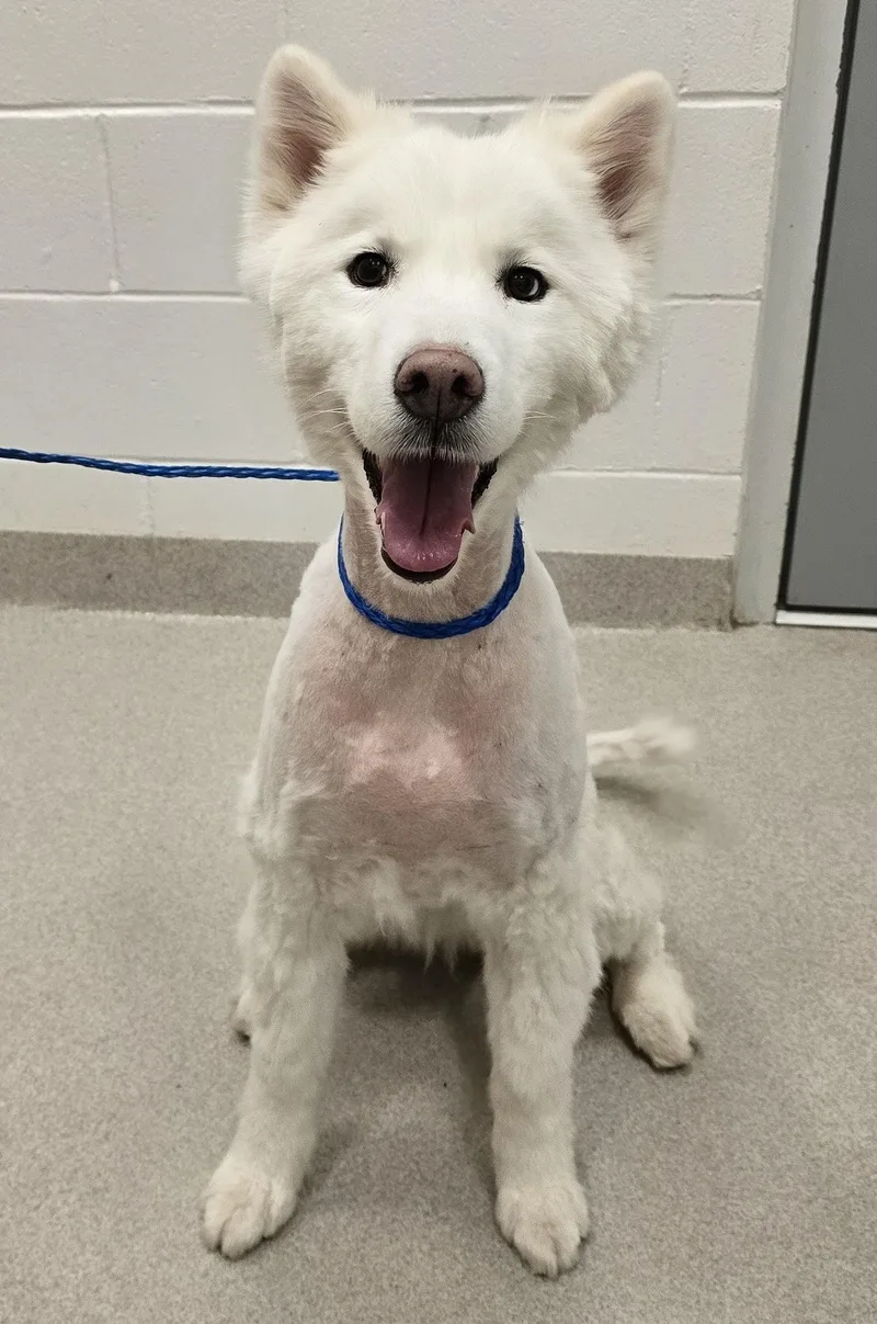 An adult medium-sized female White / Cream Samoyed dog named 26-215 for adoption in Amityville, NY