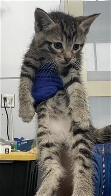 A baby medium-sized male Domestic Short Hair cat named Nemo for adoption in Dallas, TX