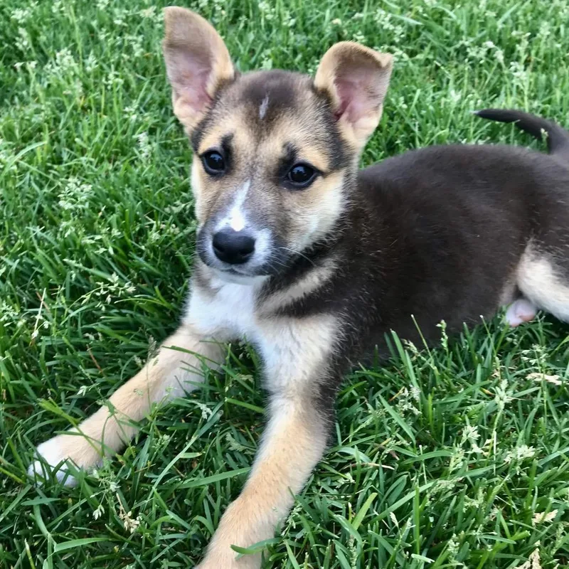 A baby small-sized female Black Mixed Breed dog named Cricket for adoption in Buffalo, MN
