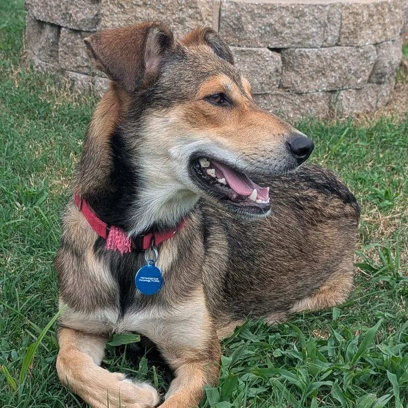 A young medium-sized female Brown / Chocolate Mixed Breed dog named Mama Rainbow for adoption in Chattanooga, TN