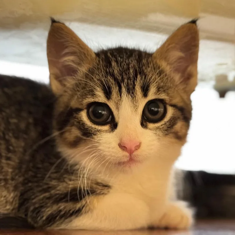 A baby small-sized male Black Domestic Medium Hair cat named Tiny Tim for adoption in Santa Barbara, CA