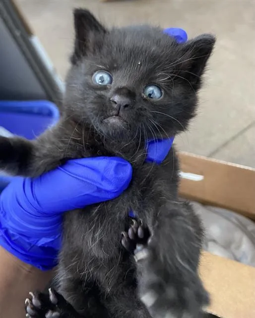 A baby medium-sized male Domestic Short Hair cat named Theodore for adoption in Dallas, TX