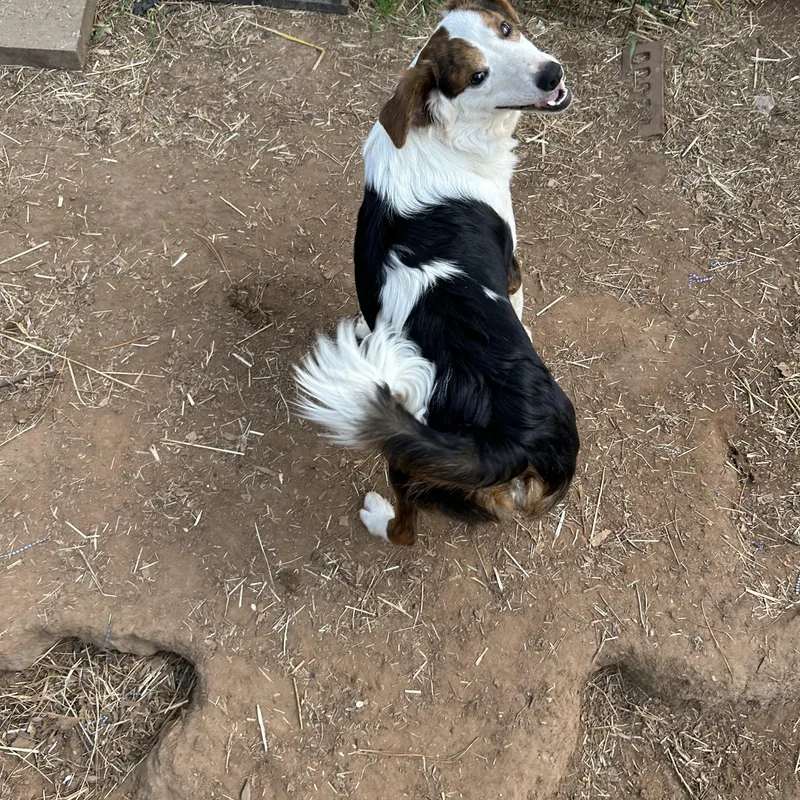 An adult medium-sized female Tricolor (Brown, Black, & White) Australian Shepherd dog named Ava Leah for adoption in Texarkana, TX