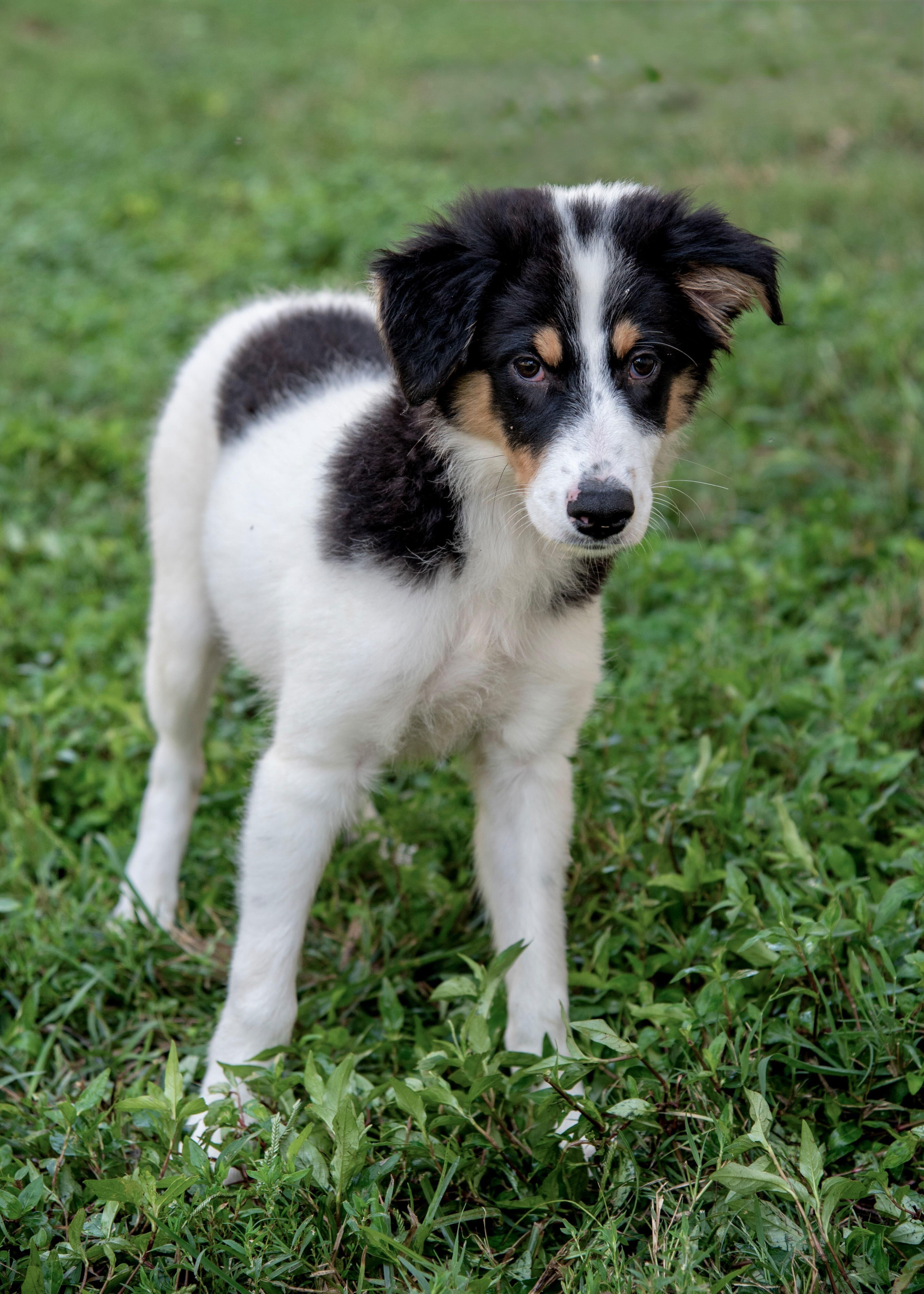 A baby large-sized female Great Pyrenees dog named Juniper for adoption in Nashville, TN