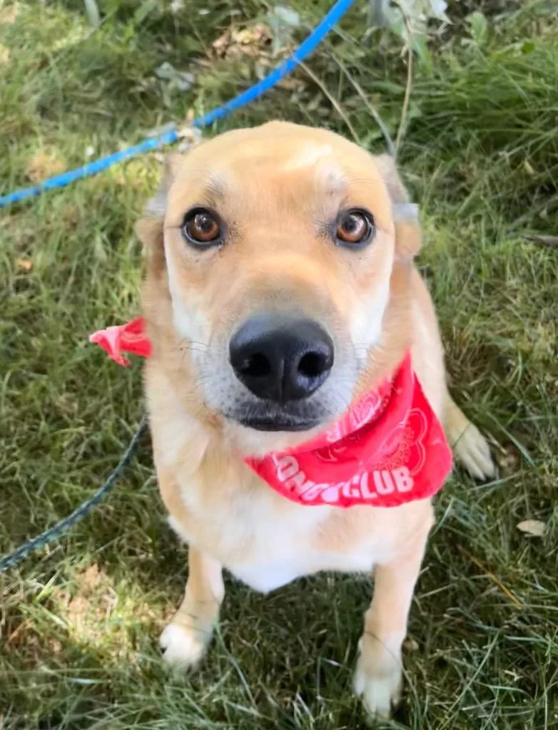 An adult medium-sized male Border Collie dog named Johnny for adoption in Logan, UT
