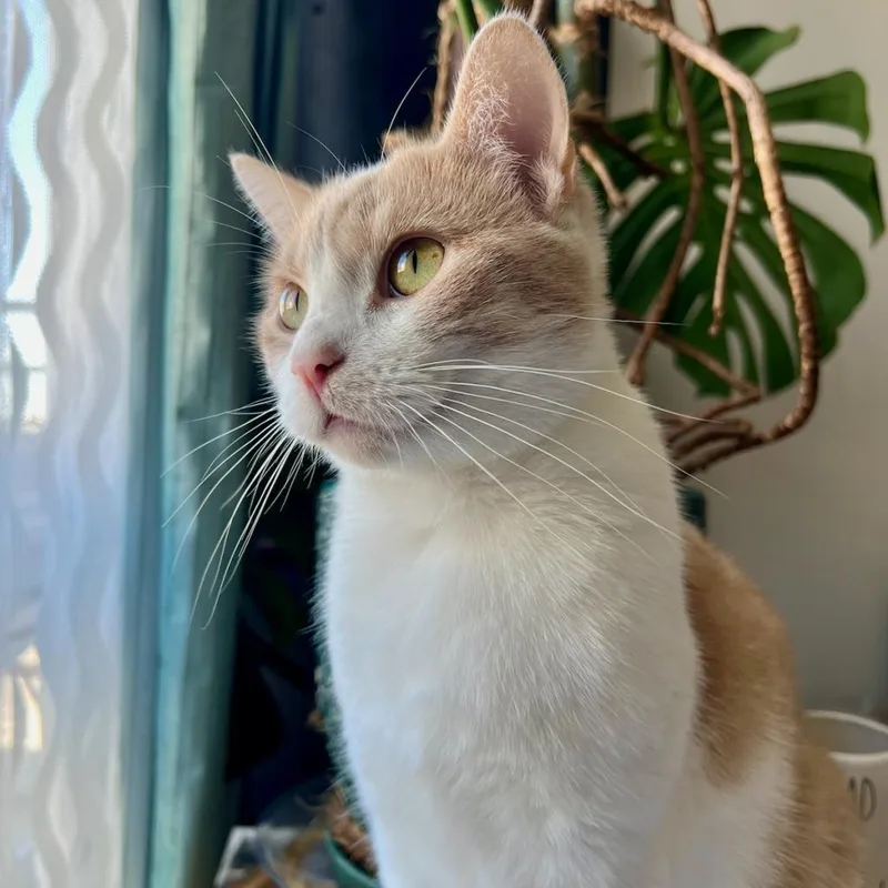 An adult small-sized male Orange / Red American Shorthair cat named Sterling for adoption in Philadelphia, PA