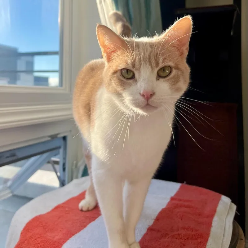 Sterling thumbnail 2