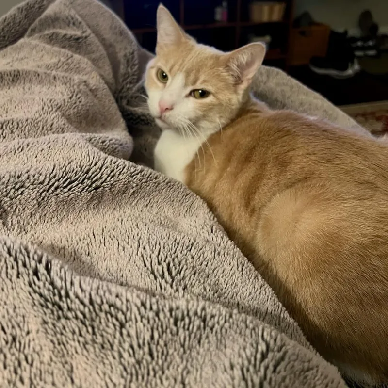 Sterling thumbnail 3