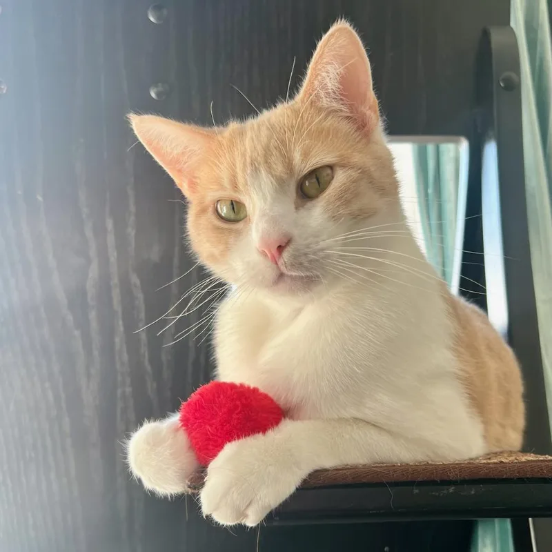 Sterling thumbnail 4