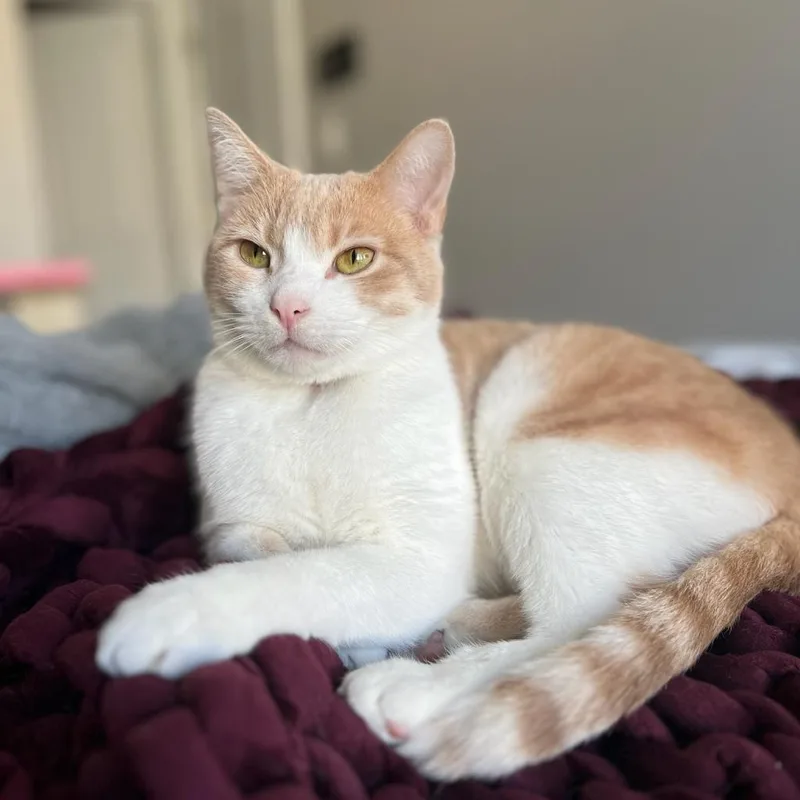 Sterling thumbnail 5