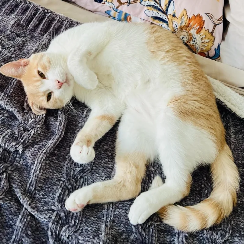 Sterling thumbnail 6